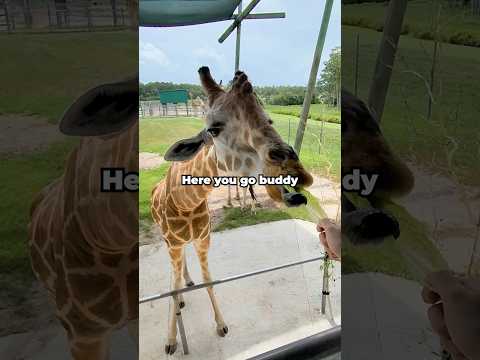 I went to a drive-thru zoo! thumbnail