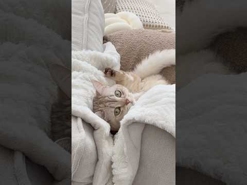 Milo’s house 🤷🏻‍♂️ #cats #catsofyoutube #funnycats thumbnail