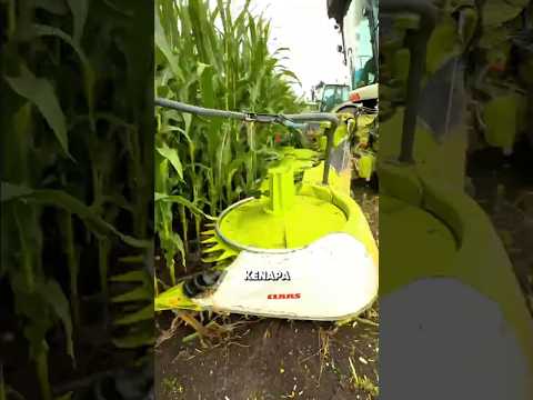 Kenapa Jagung yang Masih Hijau Sudah Dipanen di Amerika⁉️ #shorts #faktaunik thumbnail