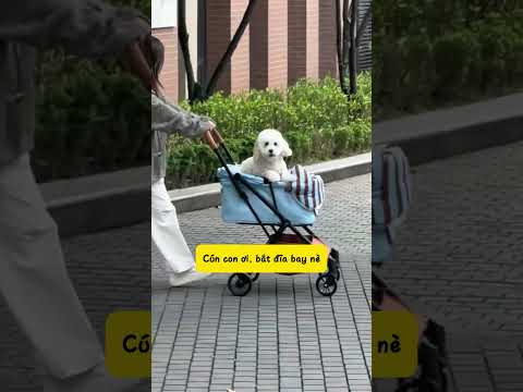Ủa làm gì vậy cha Nội #thucung #chó #pets #nuoicho thumbnail