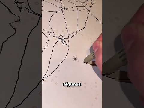 ¿Cómo hizo esto una araña? 🕸️🤔 #curiosidades #arte #shorts thumbnail