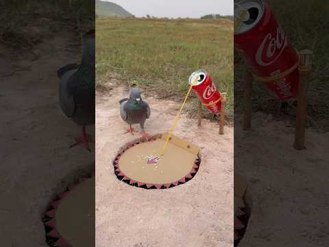 Amazing Creative Pigeon Trap #youtubeshorts thumbnail
