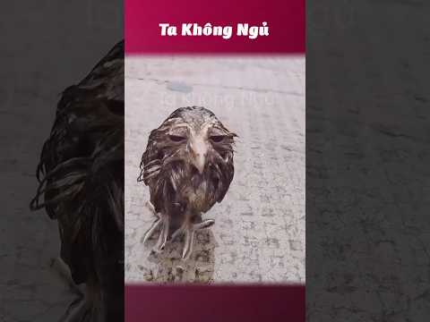 Khi các con vật bị ướt 💦 #takhongngu thumbnail