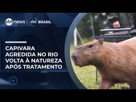 Capivara agredida na Ilha do Governador (RJ) volta à natureza após 2 meses de tratamento|#SBTBrasil thumbnail