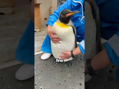 Why You Shouldn't Touch Penguins!! ?? thumbnail