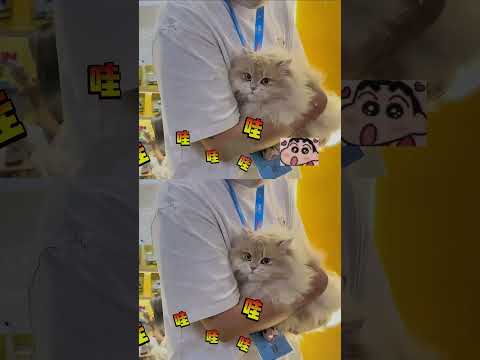 社恐猫猫#猫咪 #万万没想到 #离谱 #搞笑 #可爱 thumbnail