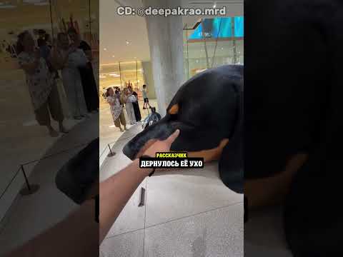 Торговый центр который никто не мог ограбить из за этой собаки 🐕 thumbnail