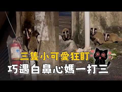 白鼻心帶3寶現身街頭　同步盯著鏡頭看超可愛 thumbnail