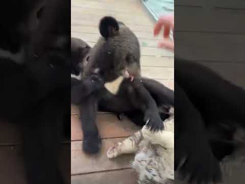 What a bullying bear cub 这小熊霸道的很 #bear #tiger #zoo #cute #老虎 #小熊 #动物园 #中国 #中國 thumbnail