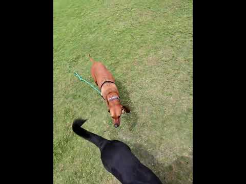 These dogs were cracking me up ? thumbnail