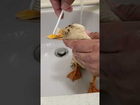 アヒルの正しい洗い方 thumbnail