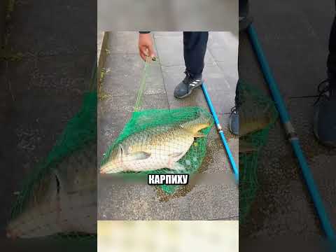 Внутри этой рыбы была НОВАЯ ЖИЗНЬ😱🐠✨ thumbnail
