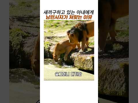 새끼 구조중인 아내에게 남편사자가 참교육당한 이유#사자가족#아기사자 구조#동물 모성애 #감동동물 thumbnail