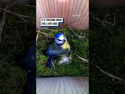 She creates something remarkable, then leaves us speechless ?? #shorts #birds #birdwatching thumbnail