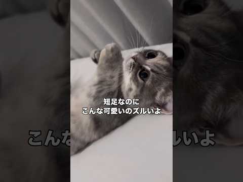短足でこんなに可愛いと言われる世界線はどこなのだろう #猫 #マンチカン #子猫 #shorts thumbnail