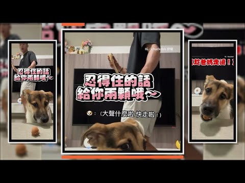 放點心測試米克斯忍耐度　牠趁爸媽走遠馬上吃掉XD thumbnail