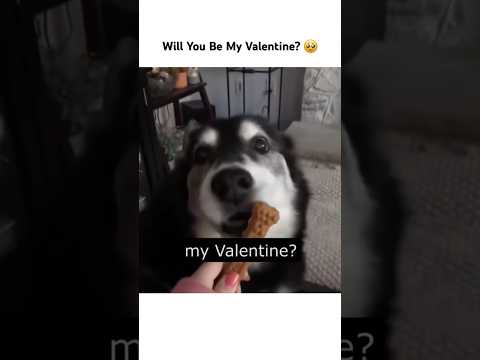 DOG : HELL NAH 🗣️💥 thumbnail
