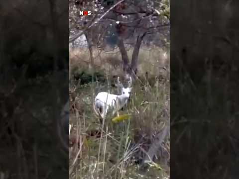 Het zeldzame hert werd gefilmd in een natuurpark in India thumbnail