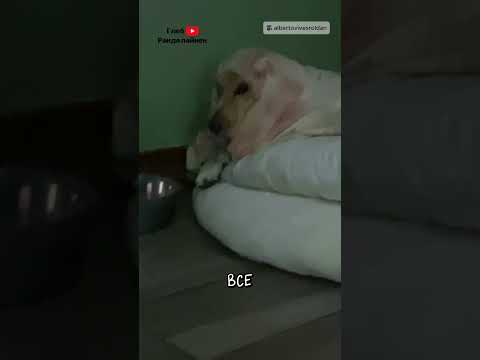Я хочу гав 🐶 thumbnail