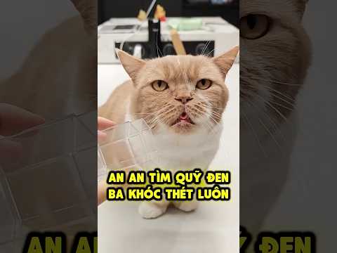 Mèo con tìm quỹ đen khiến ba khóc thét 💰😭 thumbnail