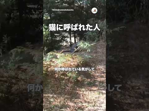 ベンチへ誘う地域猫｜PECO thumbnail