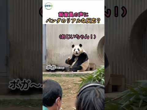 飼育員のおじいちゃんが再会した瞬間、パンダがとった行動に涙…😭 thumbnail