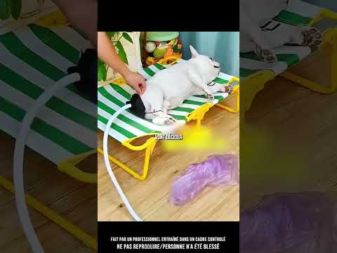 ? Le chien qui faisait que peter… thumbnail