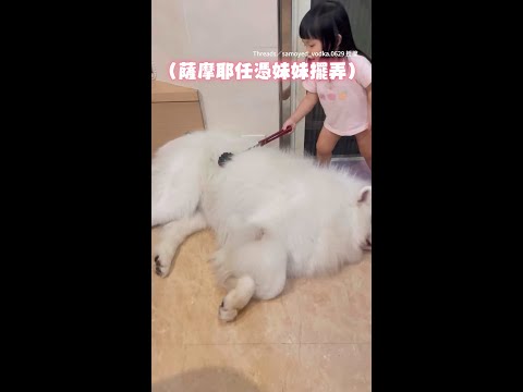 【累得跟狗一樣】薩摩耶生無可戀躺地任萌妹擺布XD｜#寵物雲 #shorts thumbnail