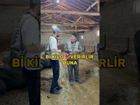 Kurban pazarı troll #shorts thumbnail