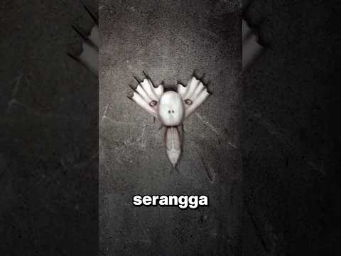 Liat Serangga Ini? SEGERA LARI! ?‍♂️? thumbnail
