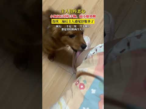 主人胃痛噁心，小狗聞後輕咬手腕、舔小腿外側，連續三次後主人感覺舒服多了。 網友：一個足三里 一個豐隆穴，都是胃經的兩個大穴。 thumbnail