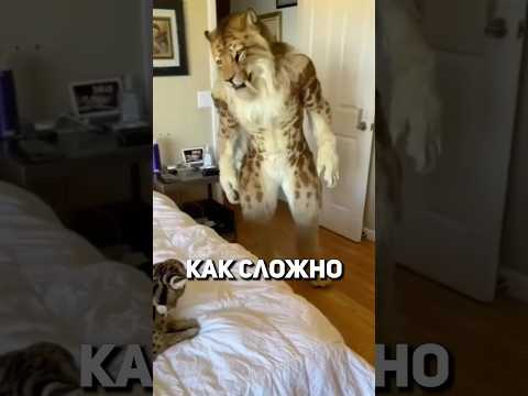 Размножать кошек это сложно! thumbnail