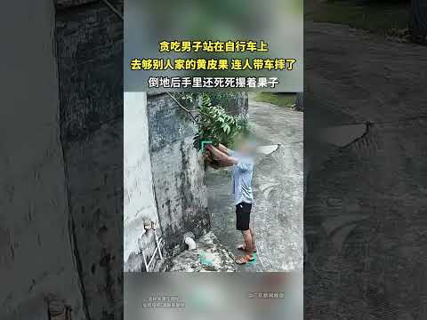 男子站在自行车上去够别人家的黄皮果，连人带车摔了 thumbnail