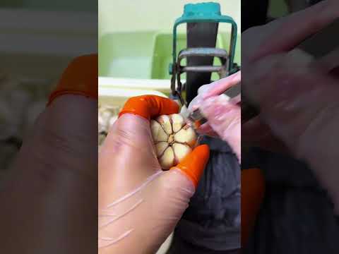 The process of peeling garlic- Good tools and machinery make work easy thumbnail