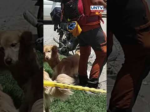K-9 units ng MMDA, ibang rescue teams, nagtutulong sa search ops sa gumuhong gusali sa Pampanga thumbnail
