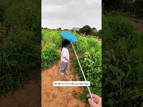 con gái cùng bố dạo chơi trong vườn hoa hướng dương thumbnail