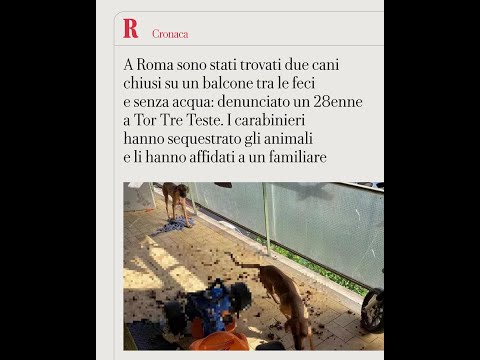 Due cani chiusi sul balcone tra le feci e senza acqua: denunciato un 28enne a Tor Tre Teste thumbnail