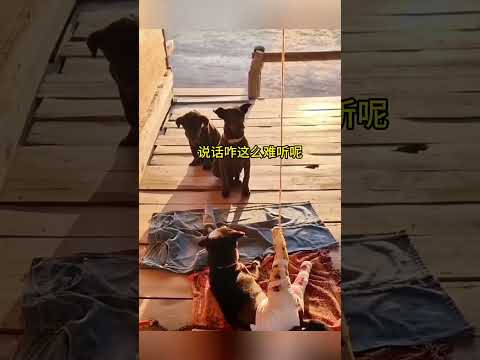 沒事別做隔壁老黃後果很嚴重！ #搞笑配音 #搞笑 #funny #狗狗 thumbnail