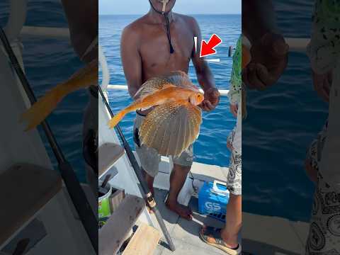 Ngư dân bắt được cá bay cực hiếm lạ #shorts thumbnail