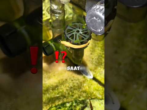 Wanita Ini Punya Ikan-Ikan Peliharaan yang Malas Berenang ? thumbnail