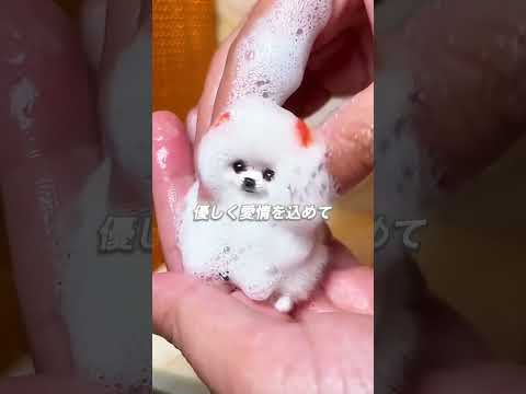 小さくて可愛い子犬❤️#shorts thumbnail