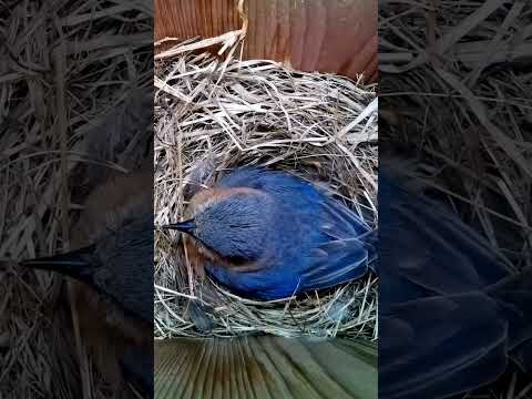 Bluebird is incubating five eggs in Tennessee ??? #wildlife #birdwatching #nature #birdhouse #birds thumbnail