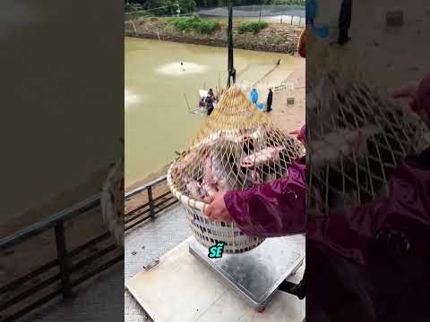 Cách bác nông dân đưa giỏ cá nặng lên bờ thumbnail