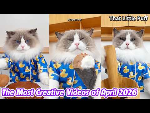 🐱The Most Creative Videos of April 2026 | That Little Puff thumbnail