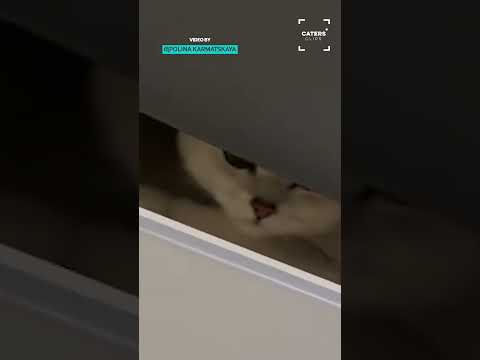 Typical Cat Behaviour ? #cat #cats thumbnail