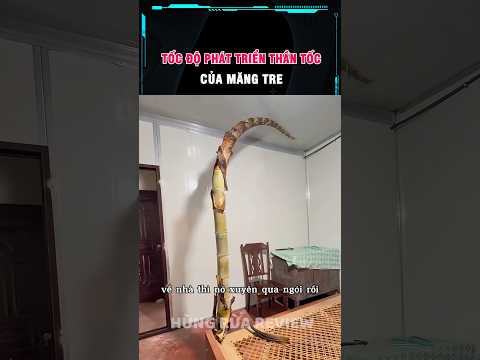 thấy măng mọc trong nhà không nhổ và hôm sau... thumbnail