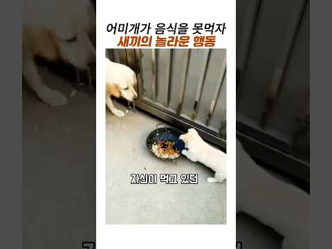 어미개가 음식을 못먹자 새끼의 놀라운행동#감동 동물#시골개#시골똥강아지#똑똑한개 thumbnail