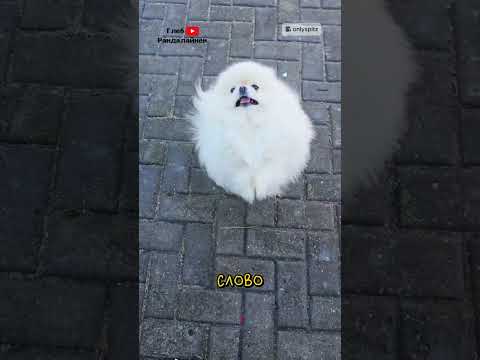 Пёс Вадик Не Сдаётся 😂 thumbnail