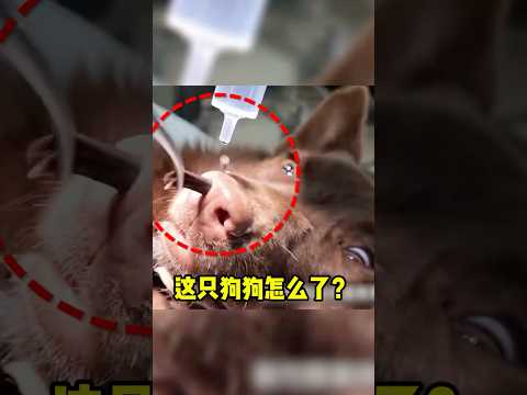 这只可怜的狗狗，鼻子怎么了？#shorts #短视频 #有趣 #趣事 thumbnail