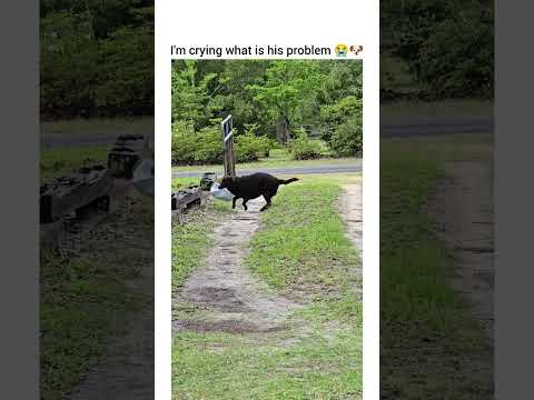Ramsey estimated delivery time: eventually 😭🐶 #dog #funny #petshub #dogshorts #dogofyoutube thumbnail